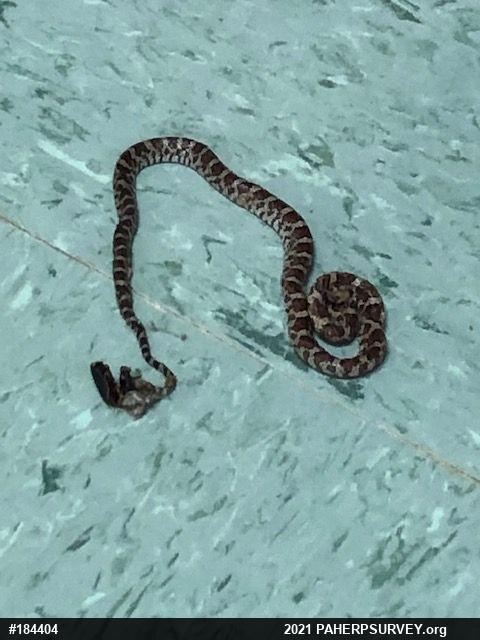 Eastern Milksnake