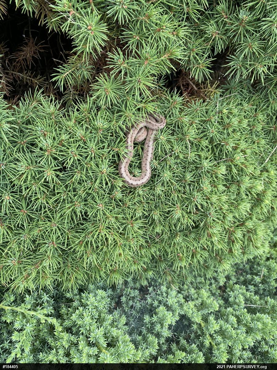 Dekay's Brownsnake