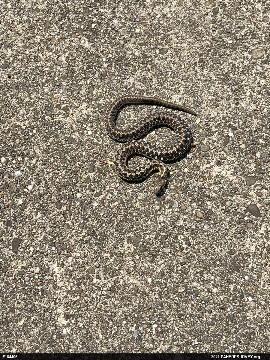 Eastern Gartersnake
