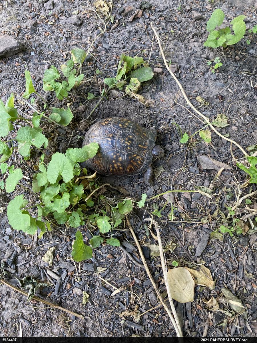 Eastern Box Turtle