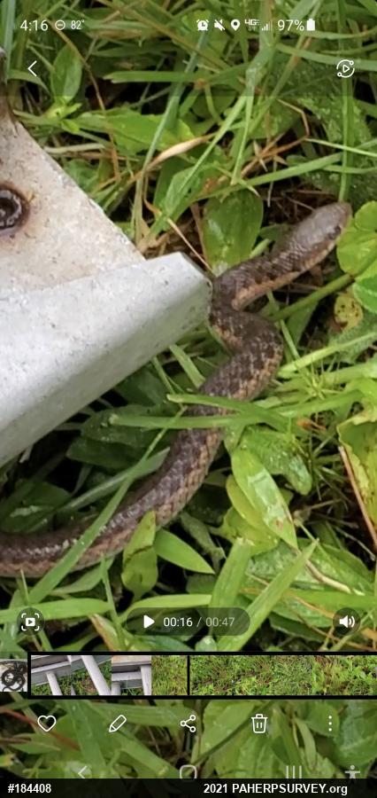 Eastern Gartersnake