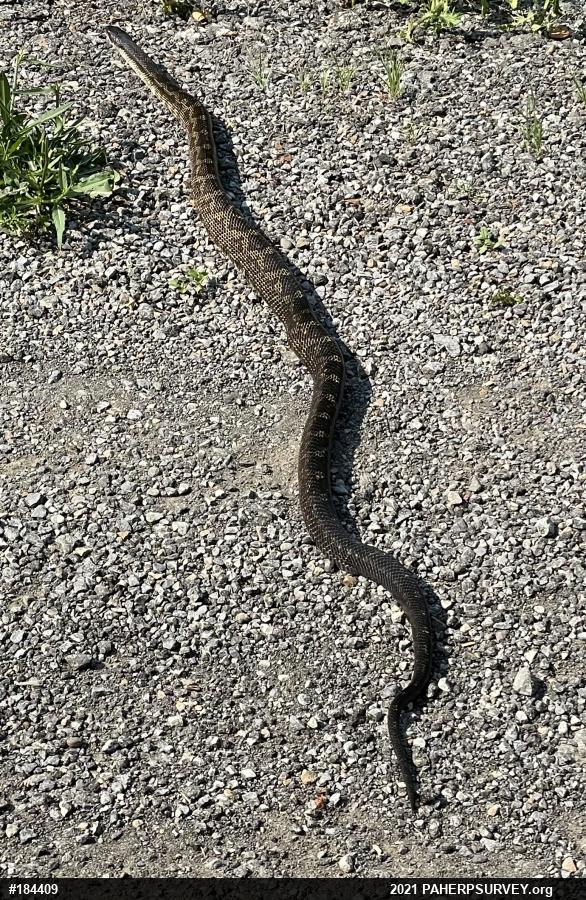 Eastern Ratsnake