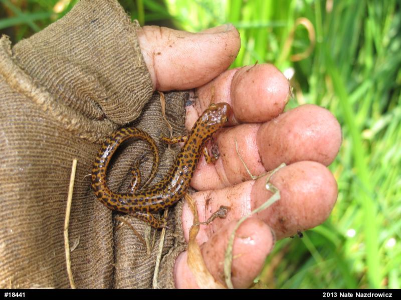 Eastern Long-tailed Salamander
