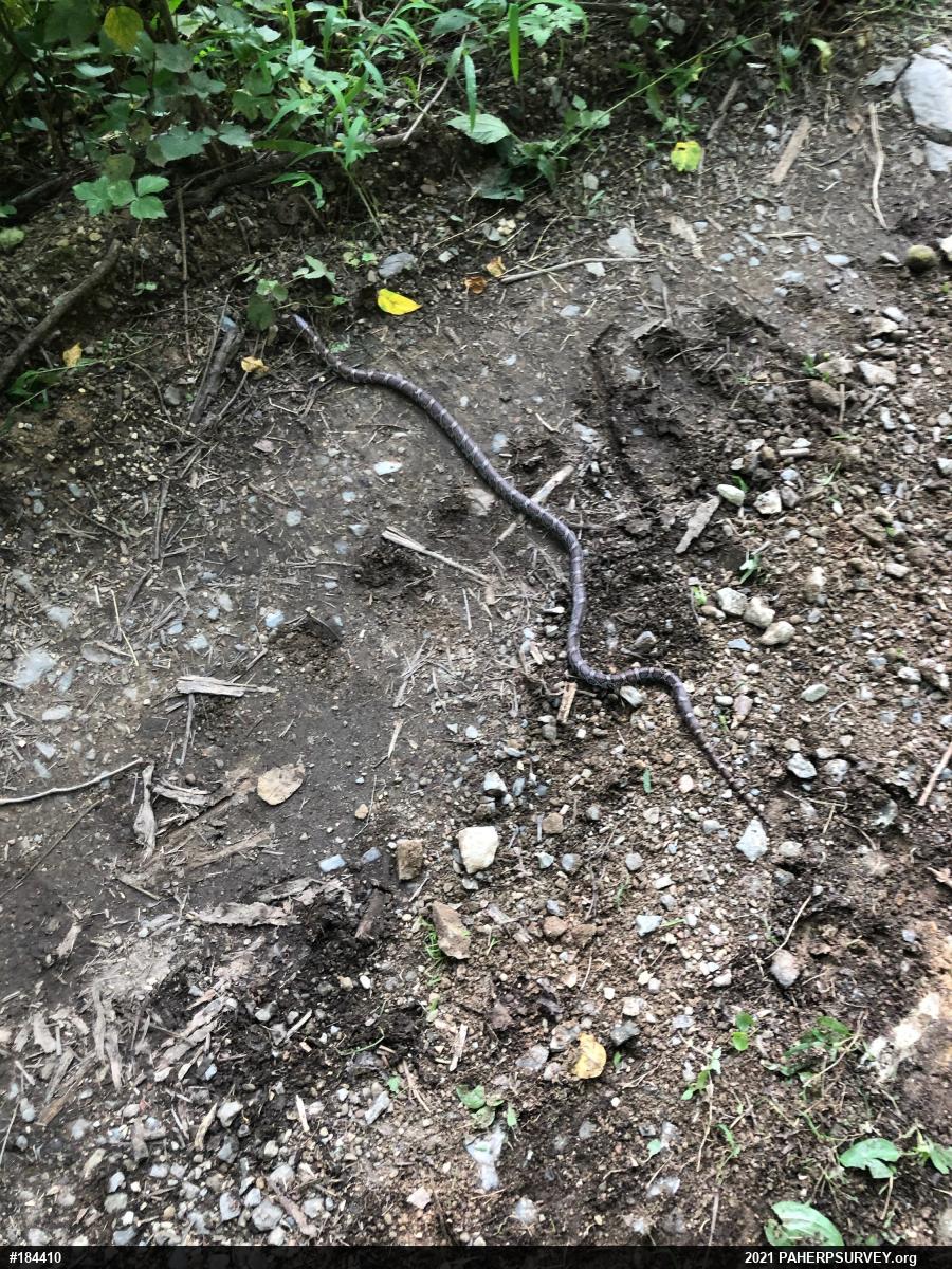 Eastern Milksnake