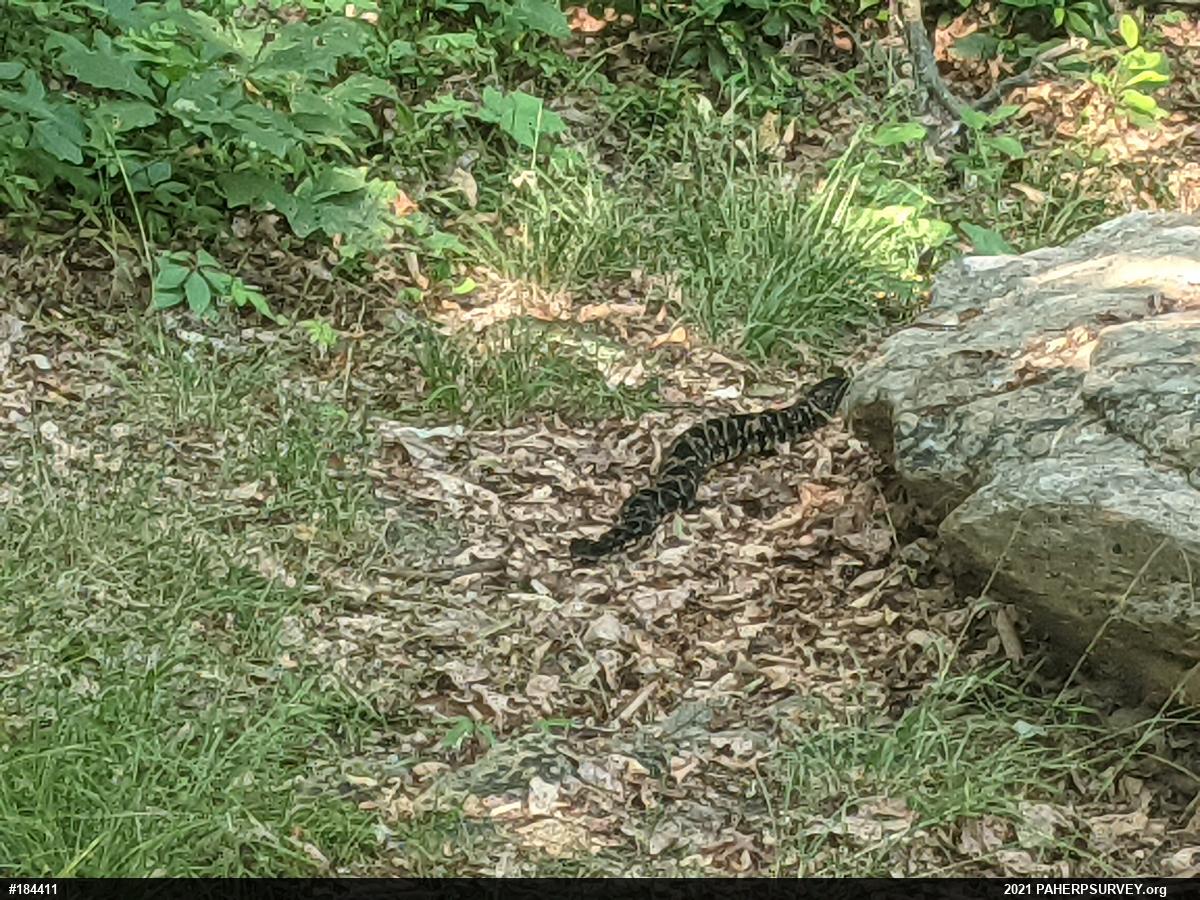 Timber Rattlesnake