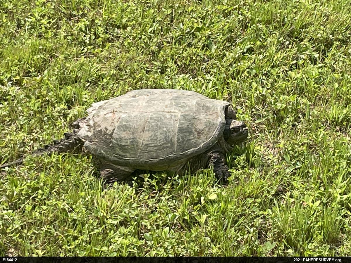 Snapping Turtle