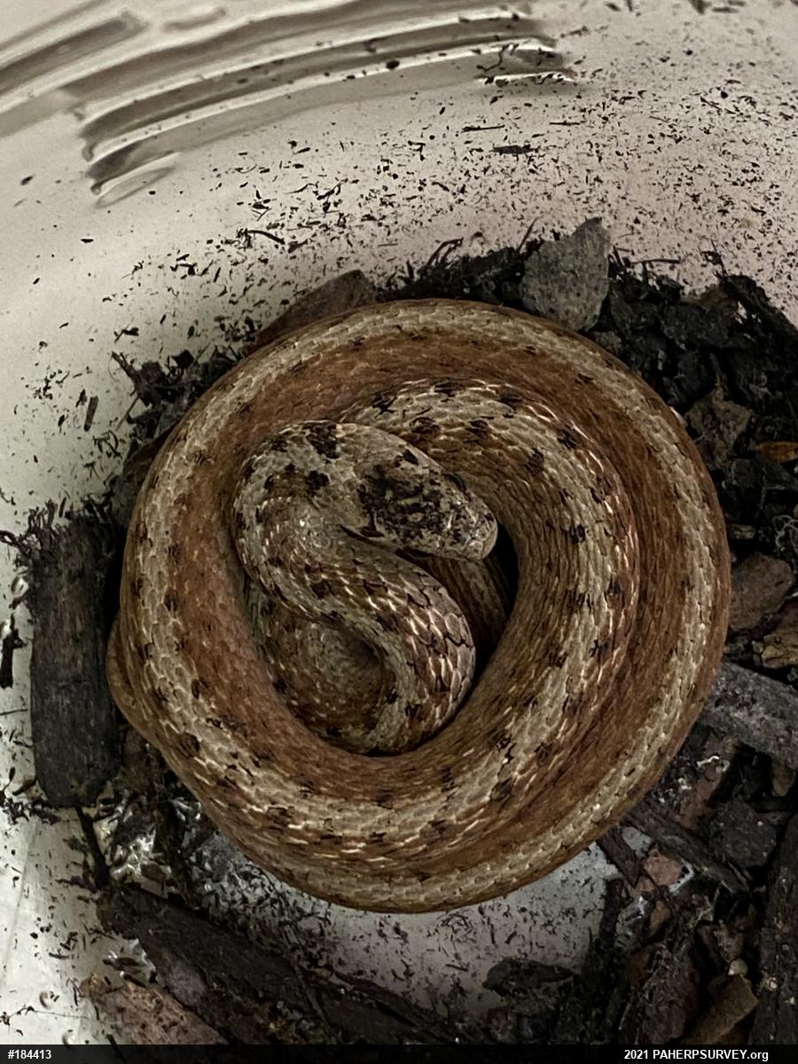 Dekay's Brownsnake