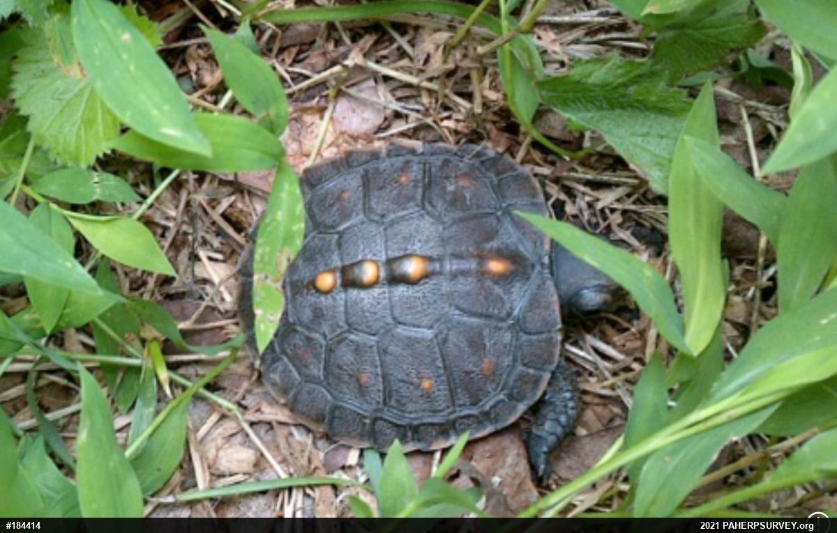 Eastern Box Turtle