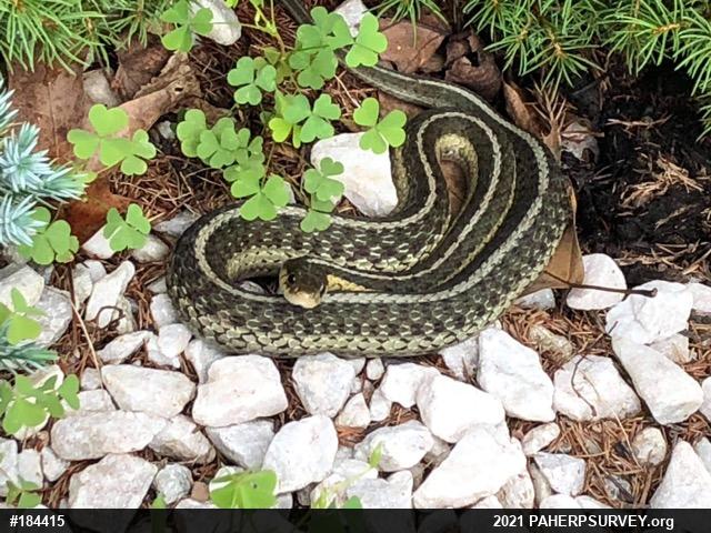 Eastern Gartersnake
