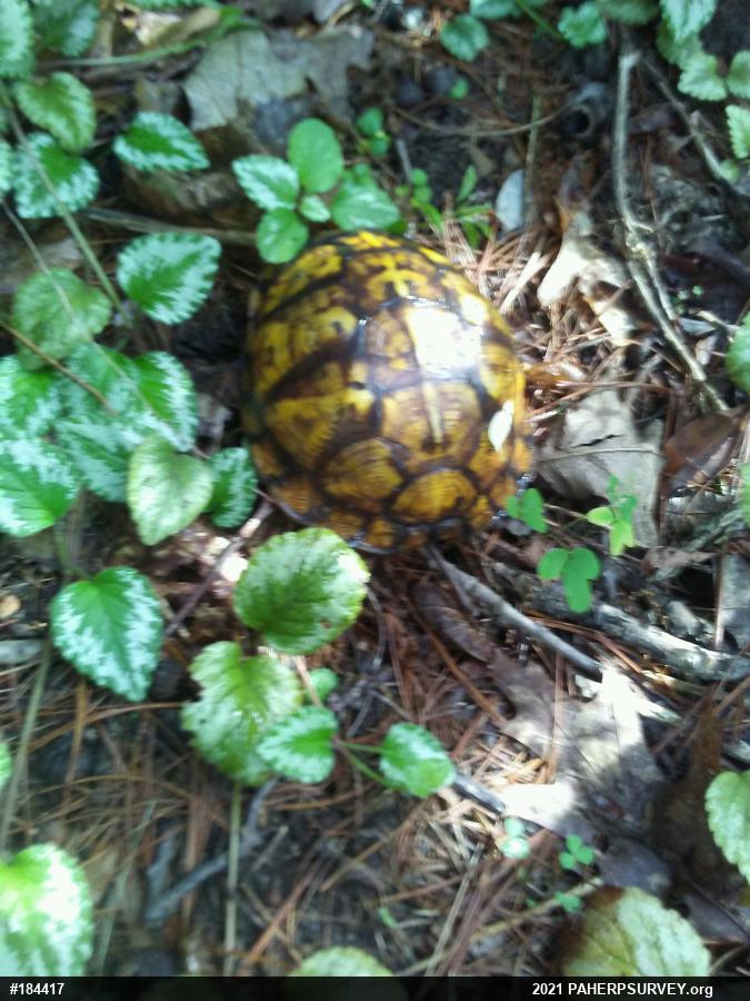 Eastern Box Turtle