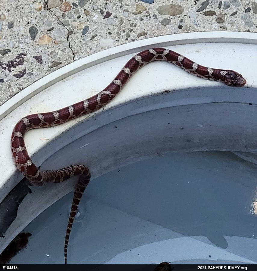 Eastern Milksnake