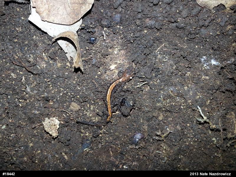 Eastern Red-backed  Salamander