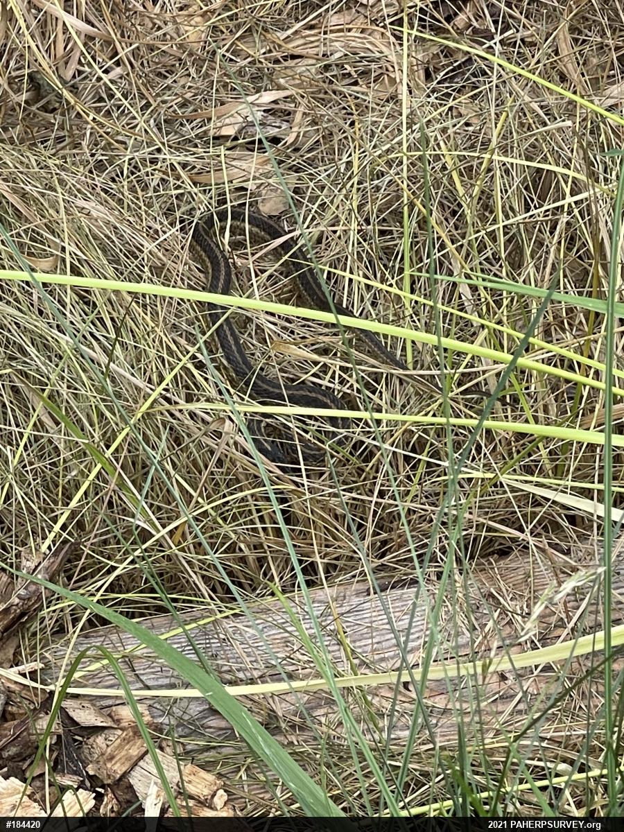 Eastern Gartersnake