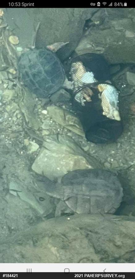 Snapping Turtle
