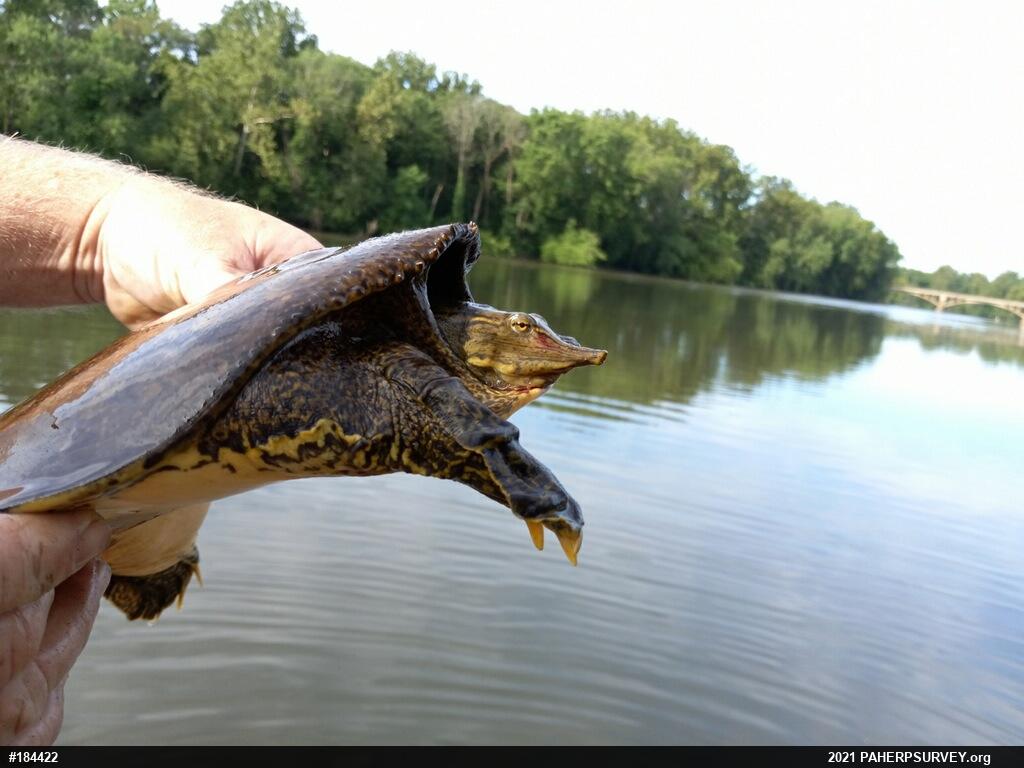 Eastern Spiny Softshell