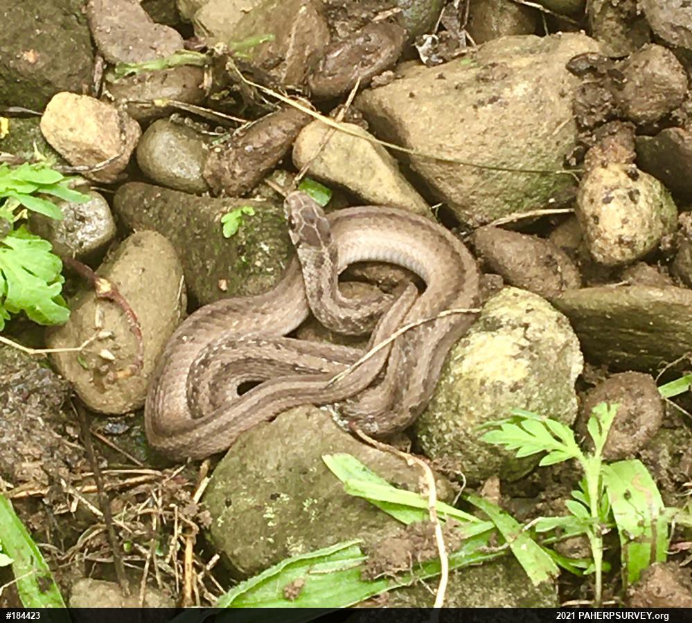 Dekay's Brownsnake