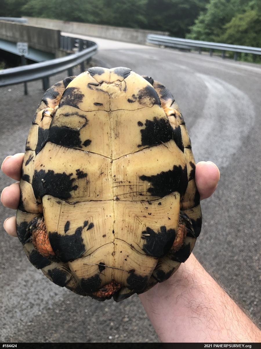 Wood Turtle