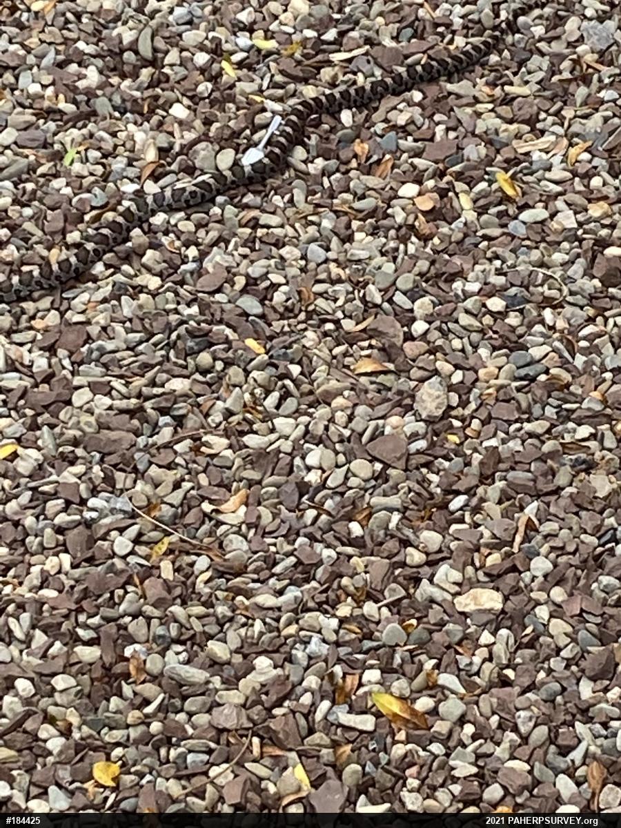 Eastern Milksnake