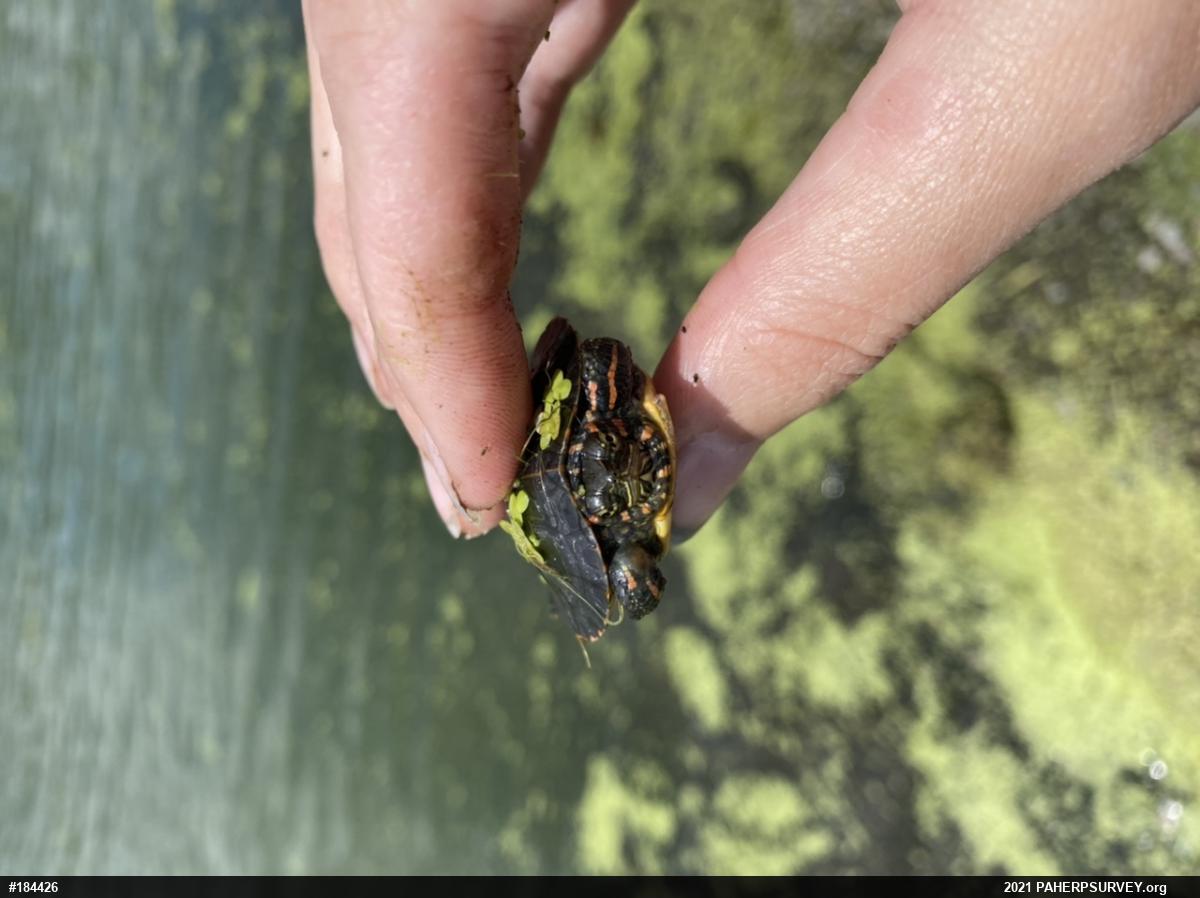 Painted Turtle