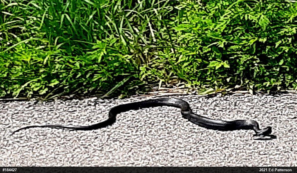 Eastern Ratsnake
