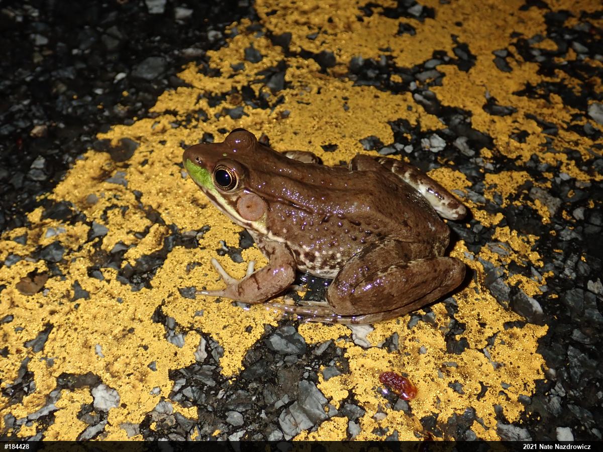 Green Frog