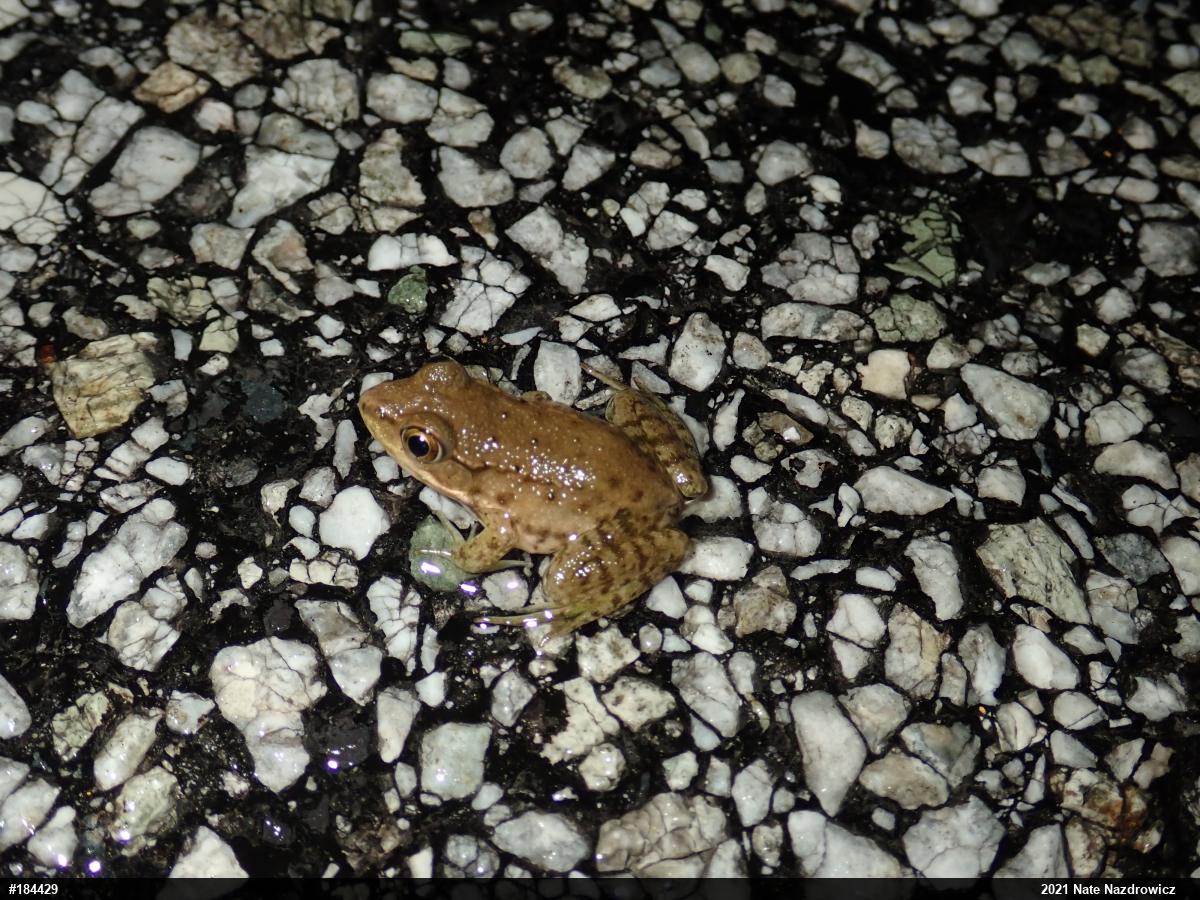 Green Frog