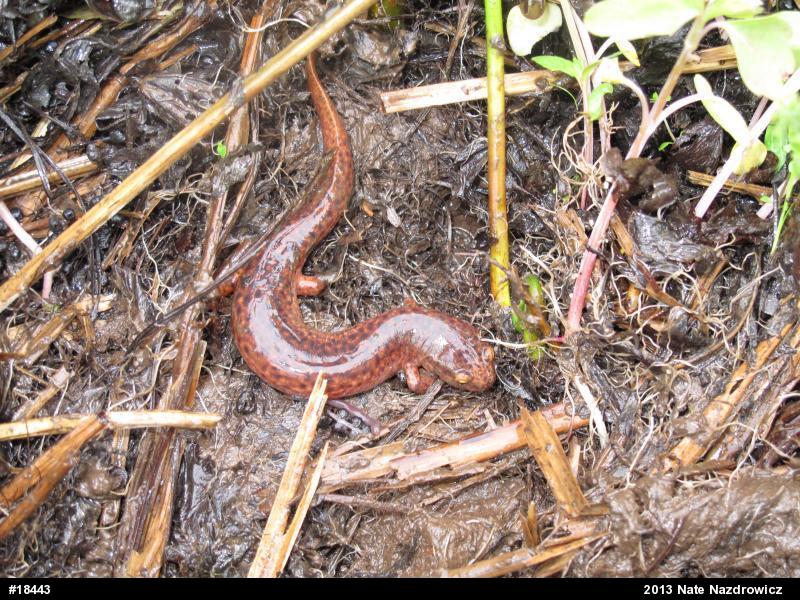 Northern Red Salamander
