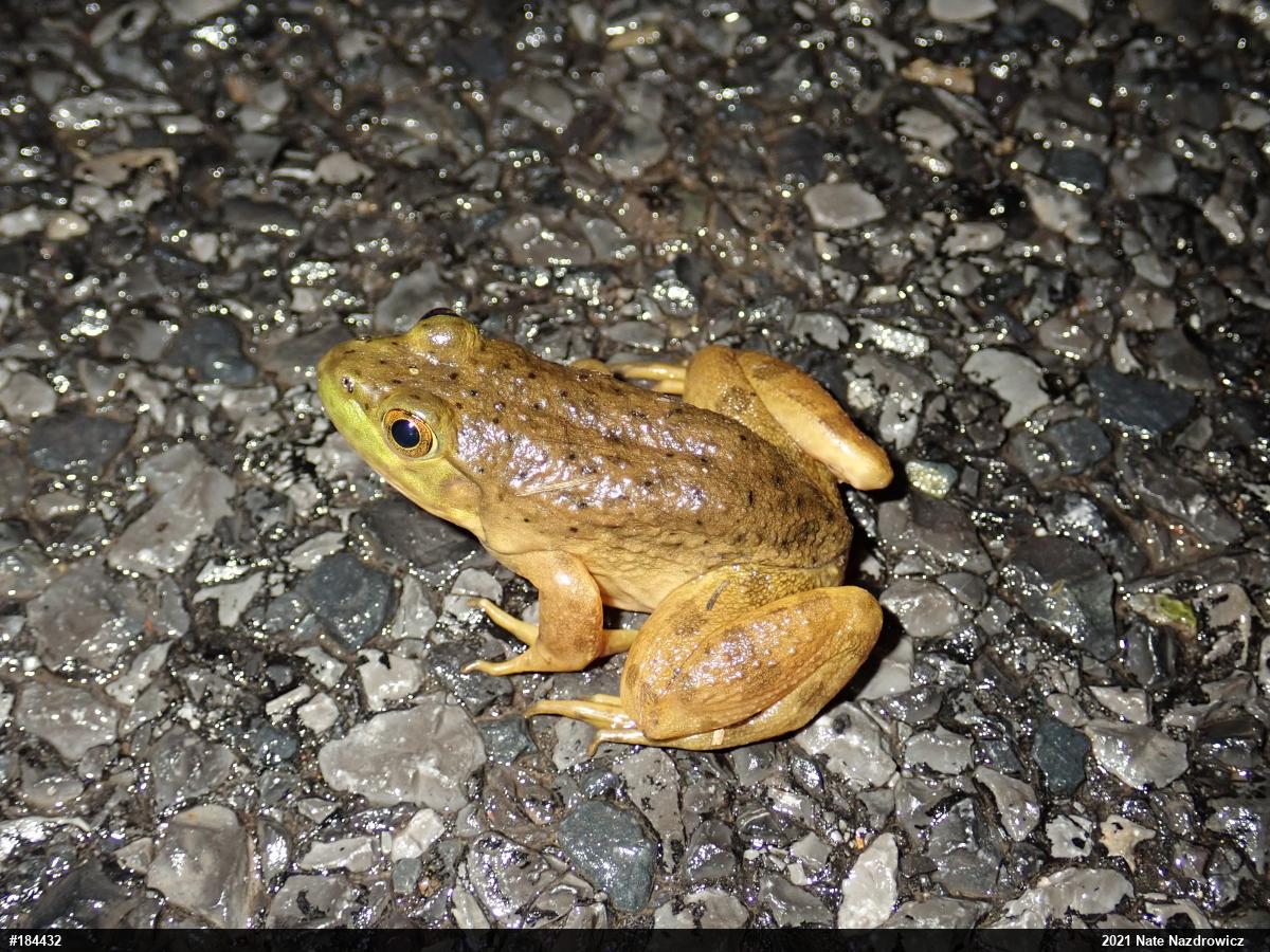 American Bullfrog