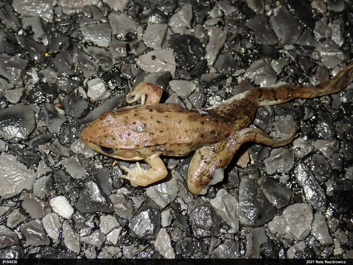Green Frog