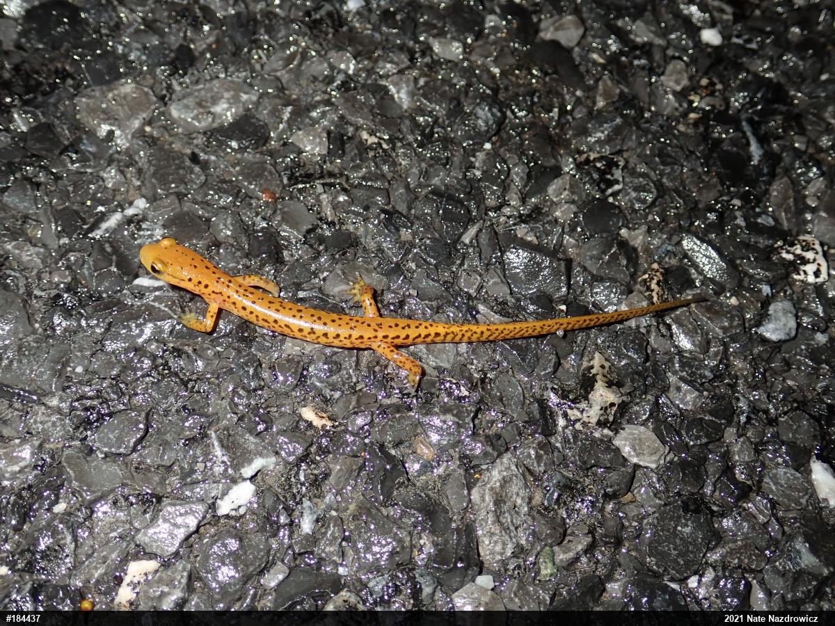 Eastern Long-tailed Salamander