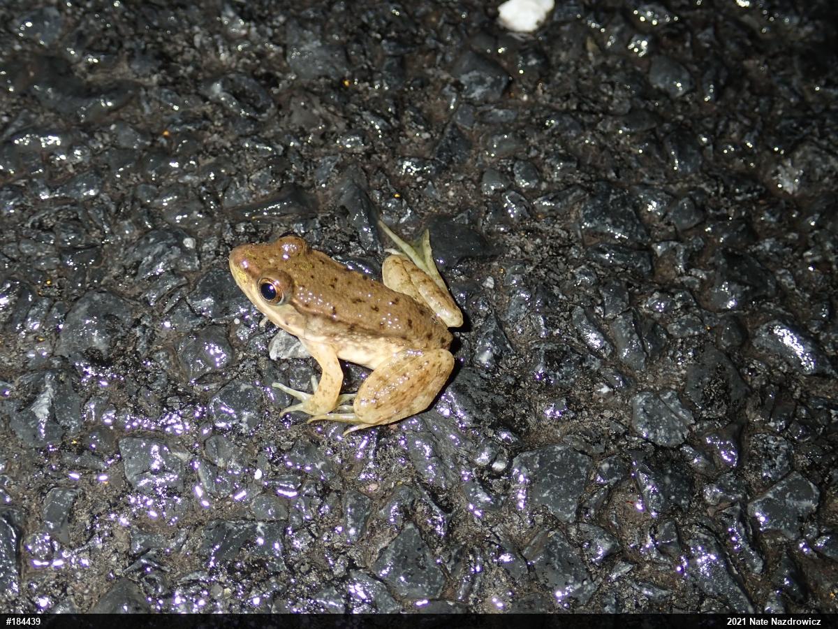 Green Frog