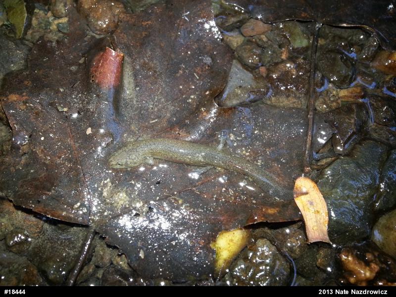 Northern Red Salamander