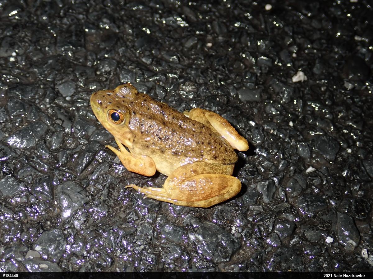 American Bullfrog