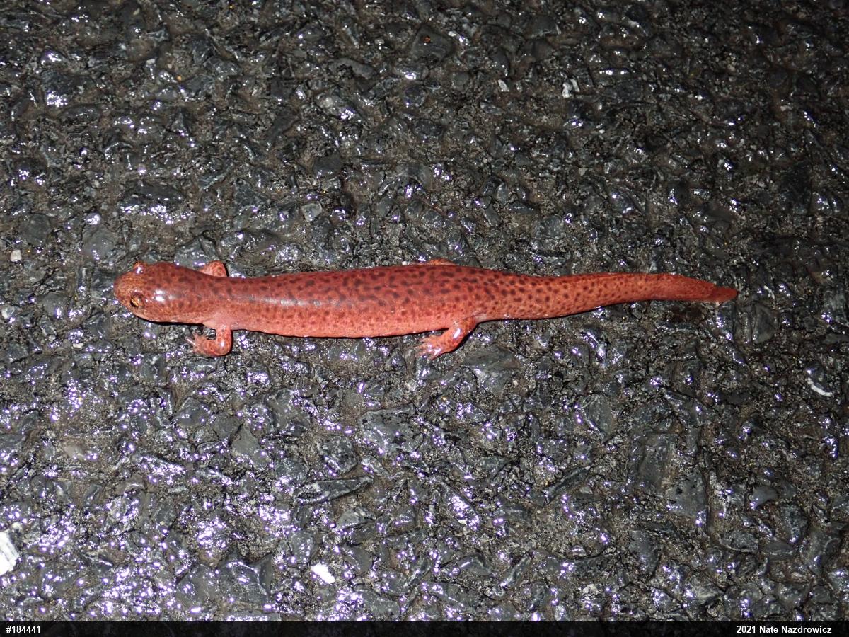 Northern Red Salamander