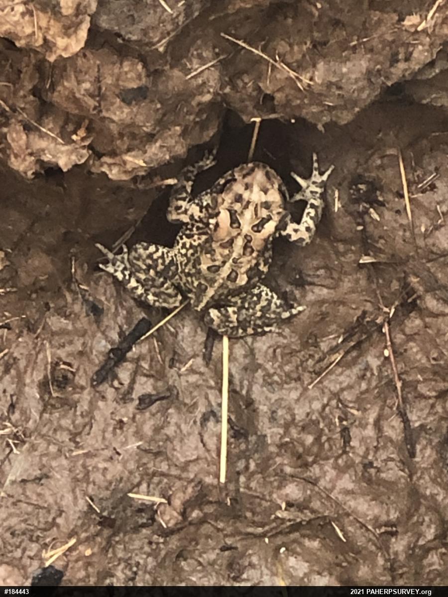 Eastern American Toad