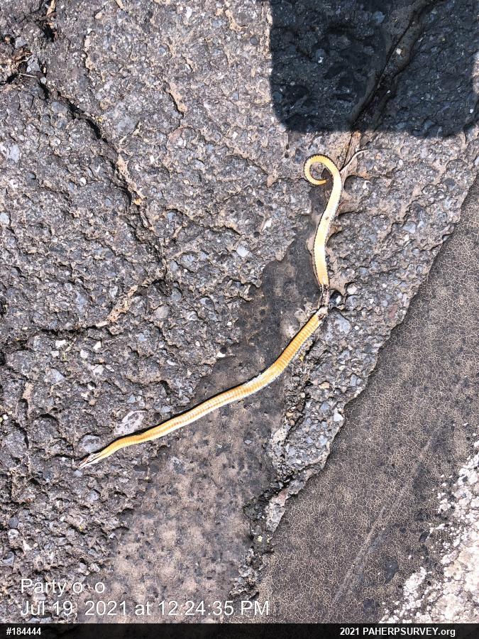 Northern Ring-necked Snake
