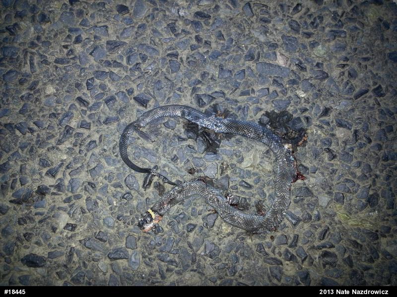 Northern Ring-necked Snake
