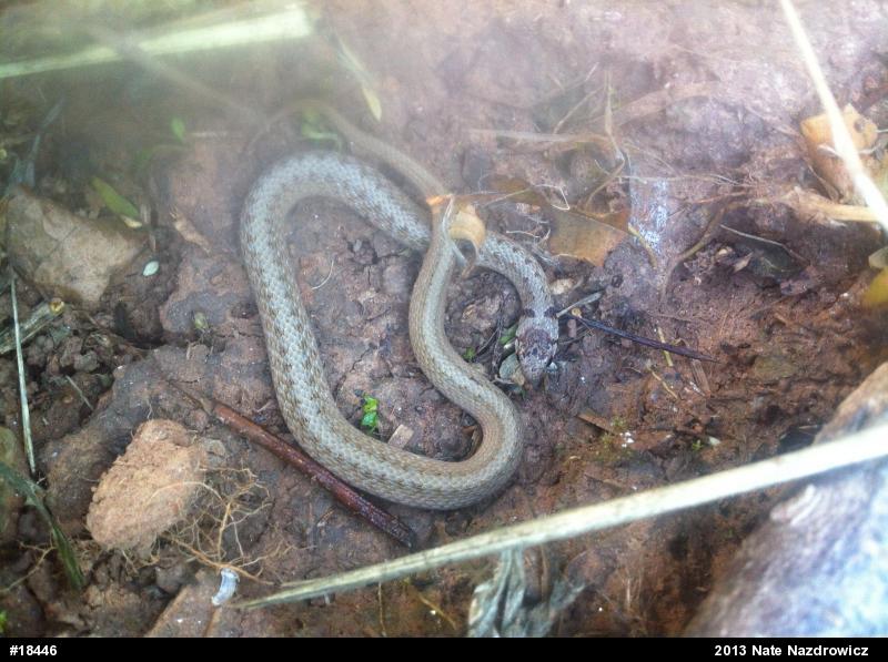 Dekay's Brownsnake