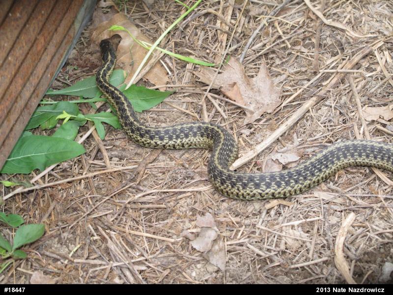 Eastern Gartersnake