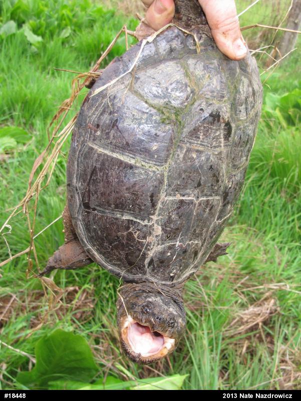 Snapping Turtle
