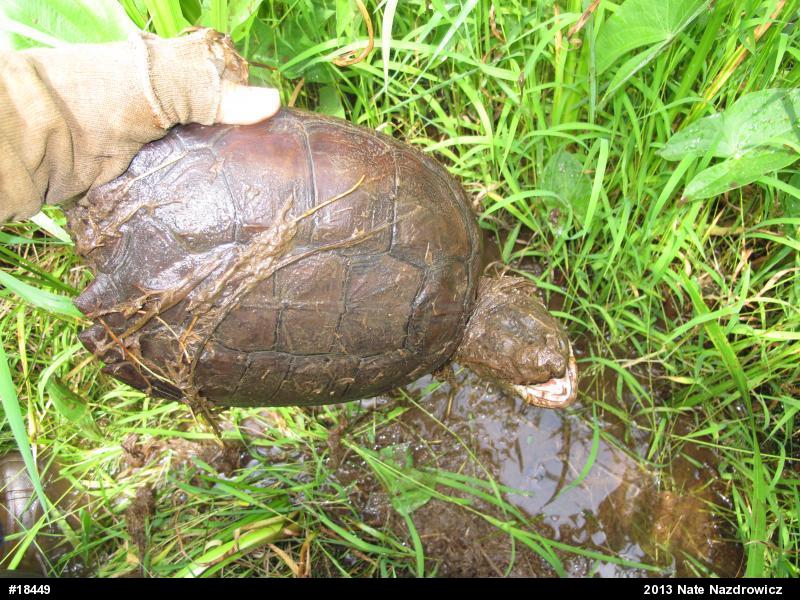 Snapping Turtle