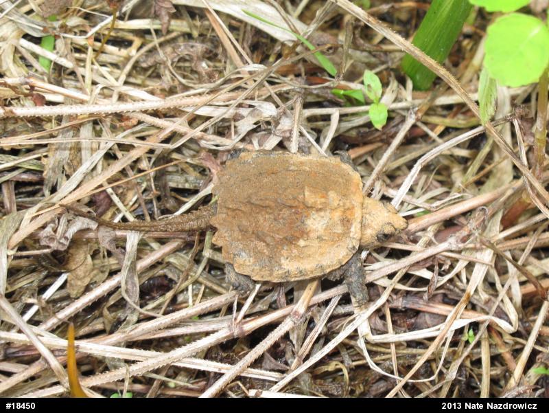 Snapping Turtle