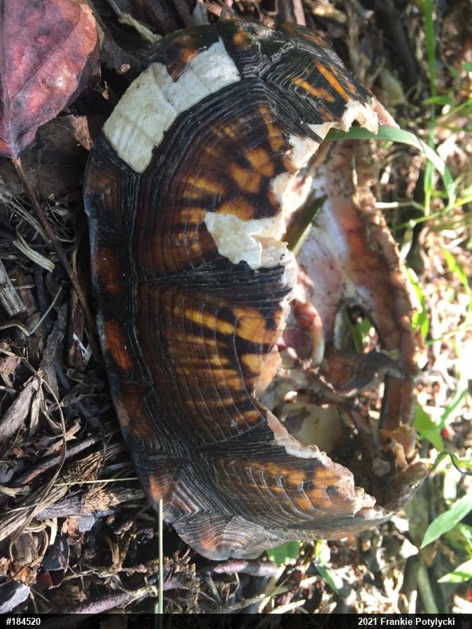 Eastern Box Turtle