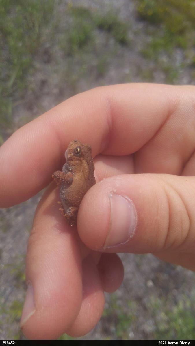 Eastern American Toad