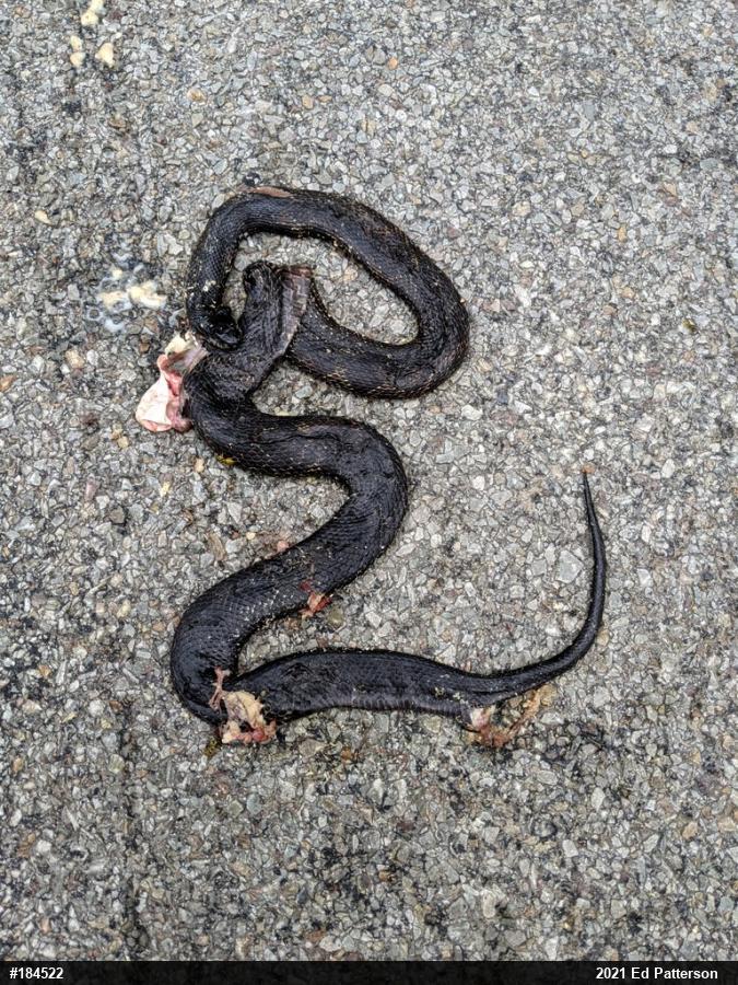 Eastern Ratsnake