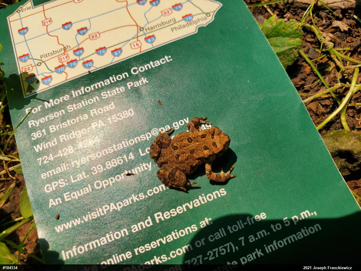 Eastern American Toad