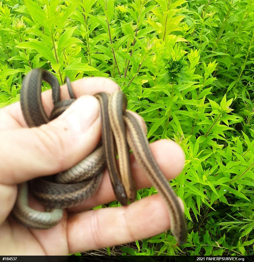 Shorthead Gartersnake