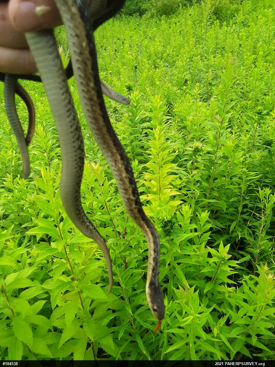 Eastern Gartersnake