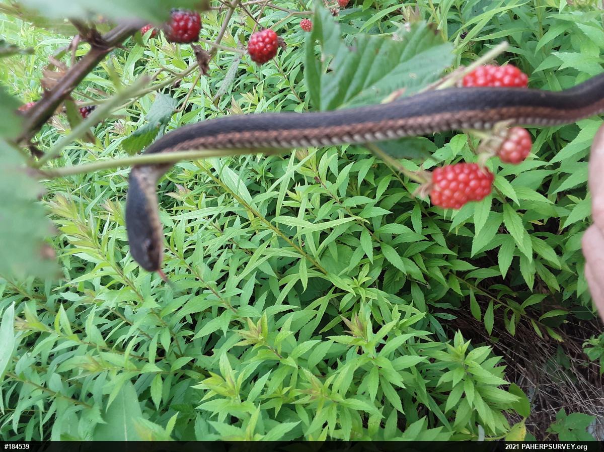 Eastern Gartersnake