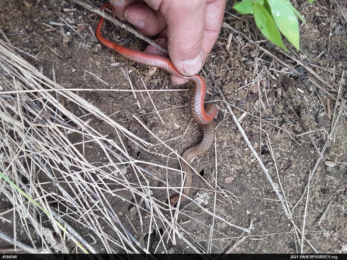 Red-bellied Snake